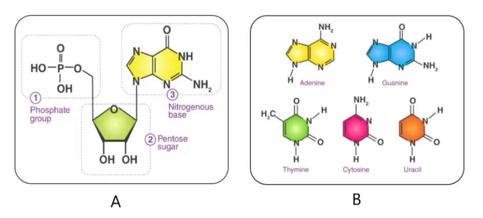 The structure of nucleotides (A) and five nitrogenous bases (B)